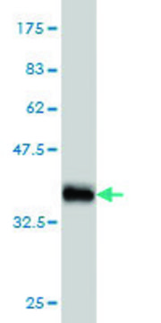Monoclonal Anti-LRP5 antibody produced in