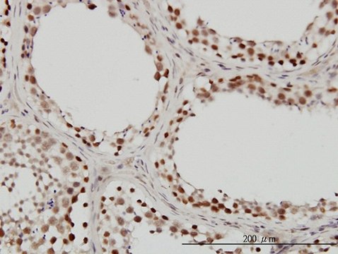 Monoclonal Anti-SMARCB1 antibody produced in