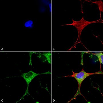 Monoclonal Anti-Glun1-Nr1 antibody produced in