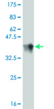 Monoclonal Anti-TRIM16 antibody produced in