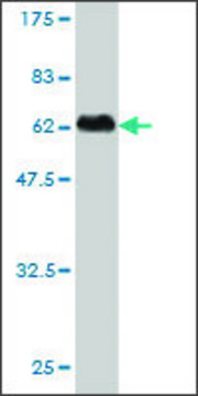 Monoclonal Anti-SLA antibody produced in