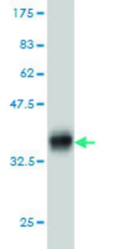 Monoclonal Anti-KIT antibody produced in