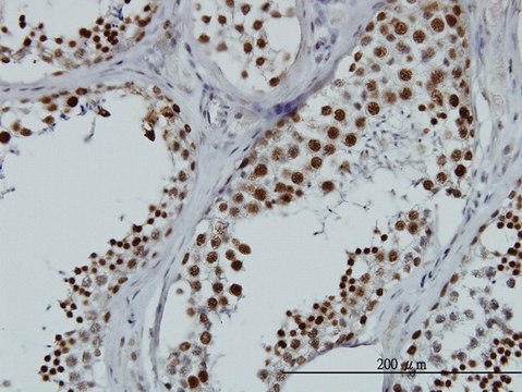 Monoclonal Anti-HNRNPG-T antibody produced in