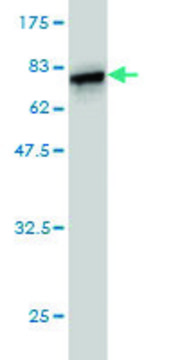 Monoclonal Anti-HORMAD1 antibody produced in