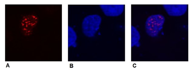 Monoclonal Anti-DDDDK tag antibody produced