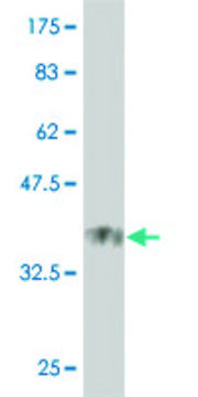 Monoclonal Anti-USP21 antibody produced in