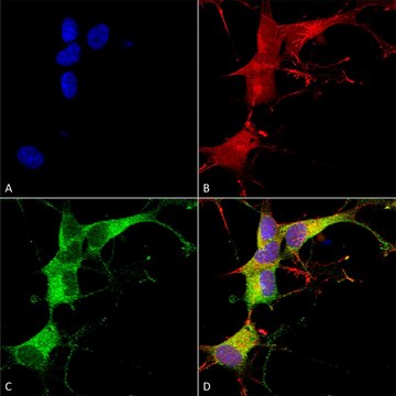 Monoclonal Anti-Eaac1 - Atto 390