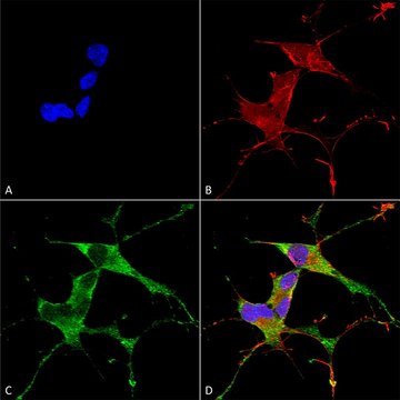 Monoclonal Anti-Atf4 antibody produced in