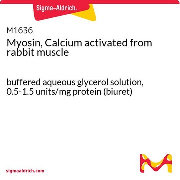 Myosin, Calcium activated from rabbit