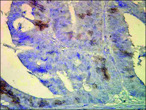Monoclonal Anti-HSPA1A/HSPA8 antibody produced in
