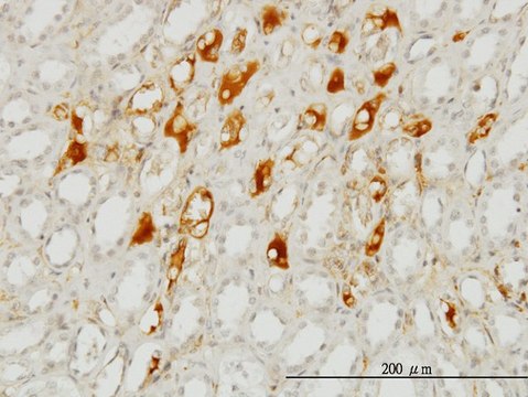Monoclonal Anti-SERPING1 antibody produced in
