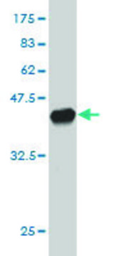 Monoclonal Anti-PLCD4 antibody produced in