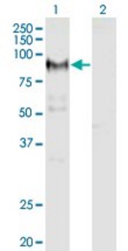 Monoclonal Anti-ADAM12 antibody produced in
