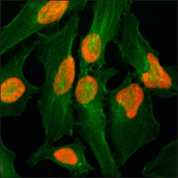 Anti-Histone H2AZ antibody, Rabbit monoclonal