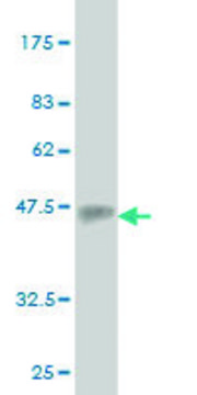 Monoclonal Anti-EMILIN2 antibody produced in