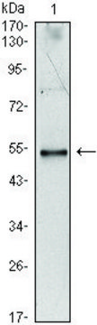Monoclonal Anti-IL34 antibody produced in