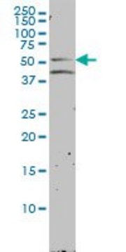 Monoclonal Anti-NR1H2 antibody produced in