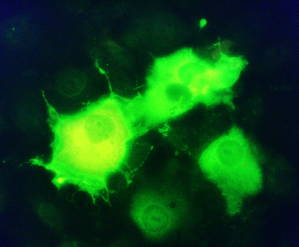 Monoclonal ANTI-FLAG® M2-FITC antibody produced