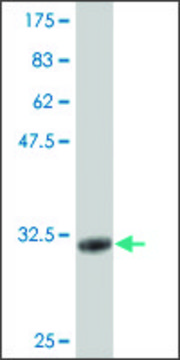 Monoclonal Anti-CGB2 antibody produced in