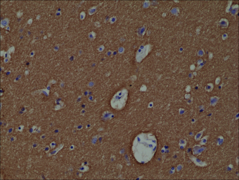 Anti-Syntaxin-1A antibody, Rabbit monoclonal