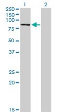 Monoclonal Anti-DLG3 antibody produced in