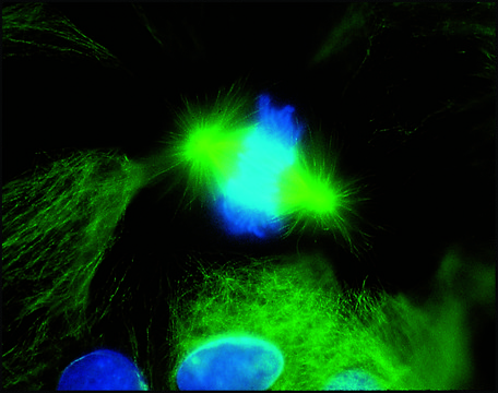 Anti-Mouse IgG (whole molecule)–FITC antibody