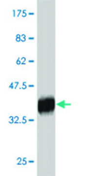 Monoclonal Anti-RNF186 antibody produced in