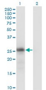 Monoclonal Anti-KLK6 antibody produced in
