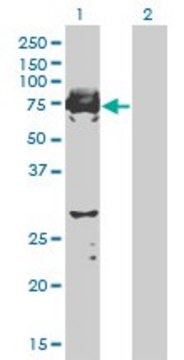 Monoclonal Anti-C9orf96 antibody produced in