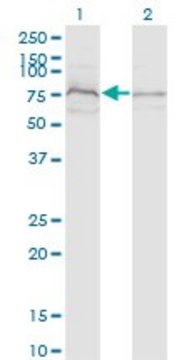 Monoclonal Anti-ZDHHC8 antibody produced in