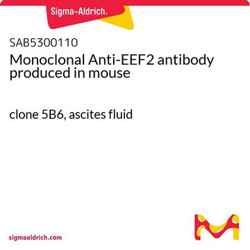 Monoclonal Anti-EEF2 antibody produced in