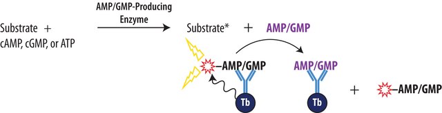 Transcreener® AMP²/GMP² TR-FRET Assay