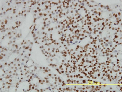 Monoclonal Anti-ZNF143 antibody produced in