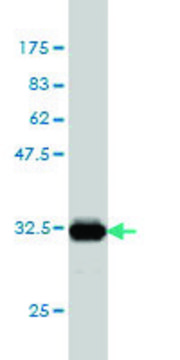 Monoclonal Anti-IL27 antibody produced in