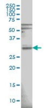 Monoclonal Anti-RNASEH1 antibody produced in