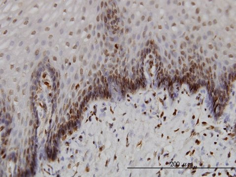 Monoclonal Anti-BANF1 antibody produced in