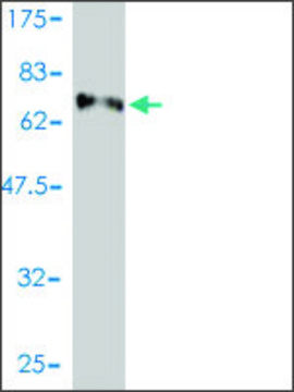 Monoclonal Anti-E2F8 antibody produced in