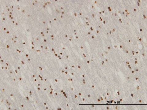 Monoclonal Anti-ZNF313 antibody produced in