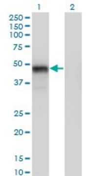 Monoclonal Anti-GATA3 antibody produced in
