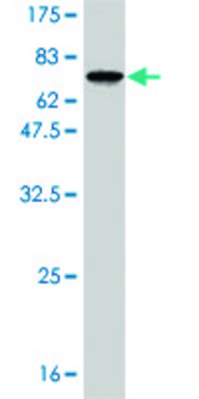 Monoclonal Anti-RBMS1 antibody produced in