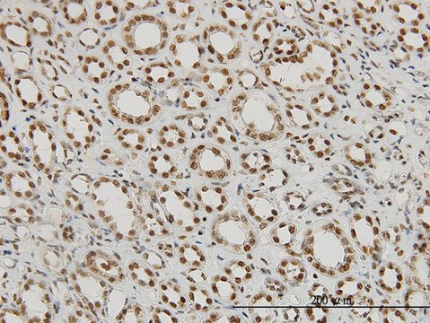 Monoclonal Anti-P15RS antibody produced in