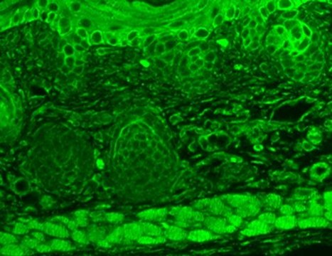 Monoclonal Anti-TRPC7 antibody produced in