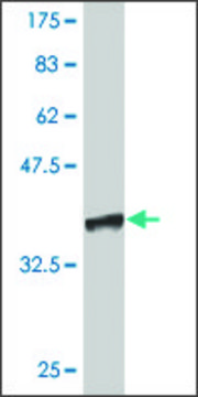 Monoclonal Anti-CFDP1 antibody produced in