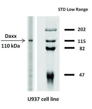 Monoclonal Anti-DAXX antibody produced in
