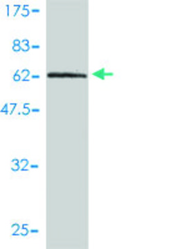 Monoclonal Anti-DNAJB4 antibody produced in