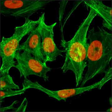 Anti-Monomethyl-Histone H3 (Lys9) antibody, Rabbit