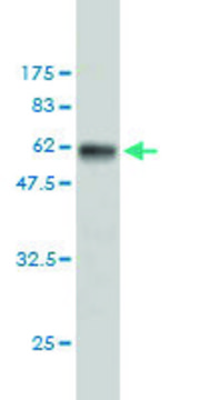 Monoclonal Anti-RPS6 antibody produced in