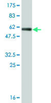 Monoclonal Anti-ECHS1 antibody produced in