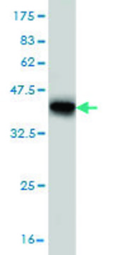 Monoclonal Anti-KCNJ10 antibody produced in