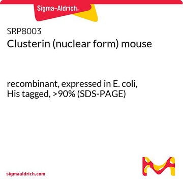 Clusterin (nuclear form) mouse